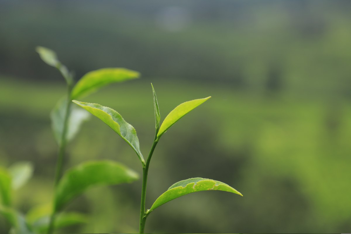 Feuilles de pu-erh pour les sportifs