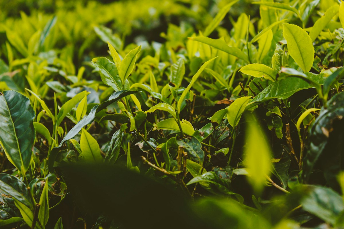 Hydratation et pu-erh